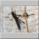 Gasteruption assectator - Gichtwespe w01d 10mm - OS-Insektenhotel det.jpg